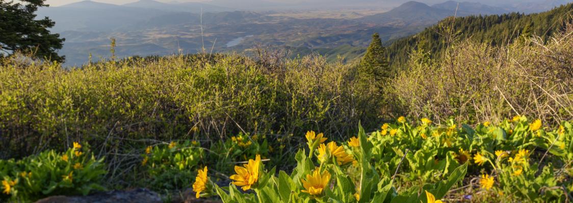 Bright yellow flowers bloom in the foreground. In the middle ground, there is a basin of lakes. In the distance are mountain peaks.