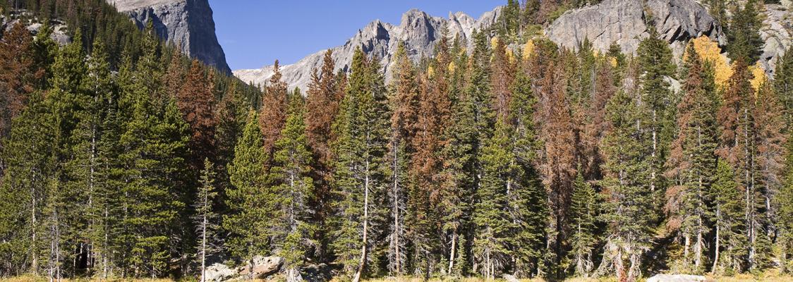A forest has some green pines, and some reddish-brown ones, killed by bark beetles. This forest is ringing a mountain lake with lily pads. Behind the trees are rocky, craggy peaks.
