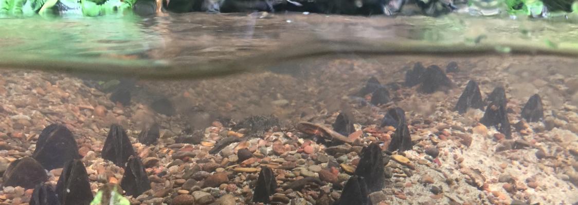 This split-level shot of a creek shows, underneath the water's surface, a number of dark-colored mussels. Above the surface of the water are ferns, other lush forest understory plants, and rocks..
