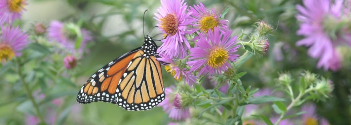 Eastern monarch adult on a NE Aster flower