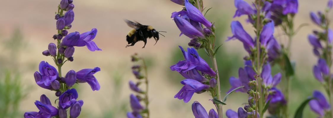 A bumble bee flies near several tall purple flowers.