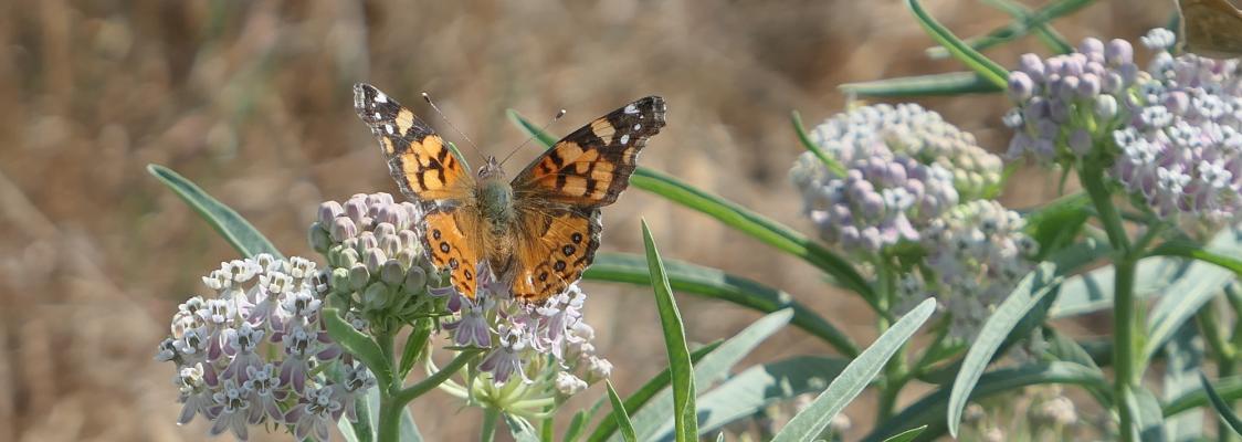 A west coast lady butterfly on narrowleaf milkweed flower.