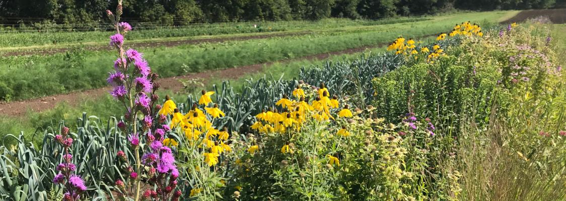 Bright purple flowers bloom on a tall stalk in the foreground of this long hedgerow in an agricultural setting. There are also many bright yellow, daisy-like flowers in the hedgerow, which recedes into the distance. Parallel to the hedgerow are rows of green crops, and beyond, a layer of trees.