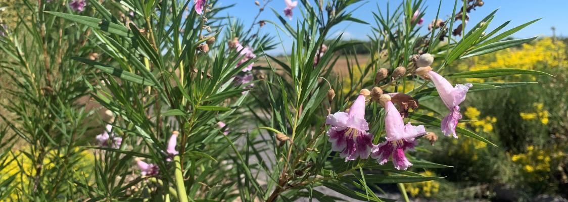 In the foreground of this sunny, outdoor scene is a plant with long, pointed green leaves and pale purple, trumpet-shaped flowers. In the background are bright yellow blooms and blue skies.
