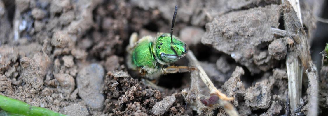 ground nesting bee in soil