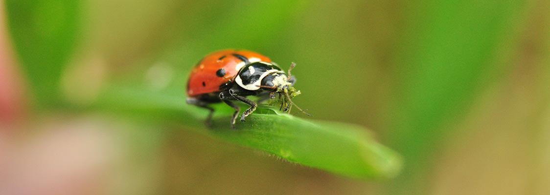 Ladybug eating an aphid, acting as a natural predator to garden pests