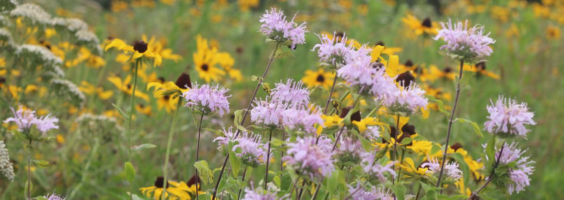Flowers create a blaze of color in a pollinator meadow