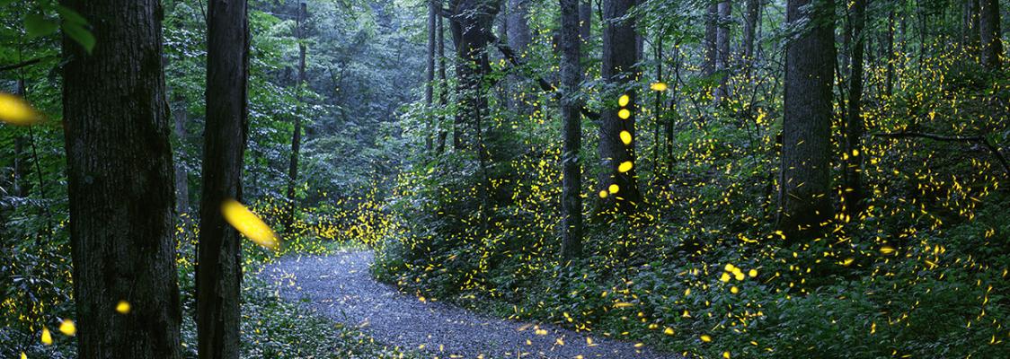 Synchronous fireflies (Photinus carolinus) light up the night in Elkmont, TN. Photo by Radim Schreiber, fireflyexperience.org