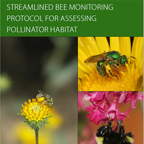 bee monitoring protocols