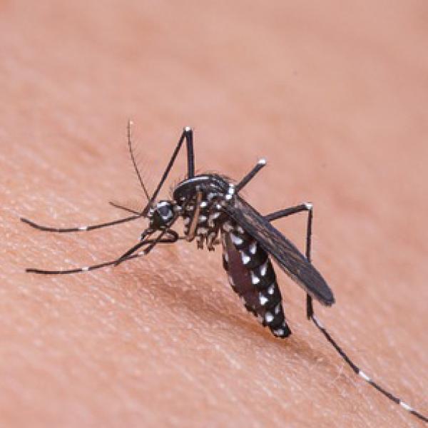 Mosquito feeding on a person's arm