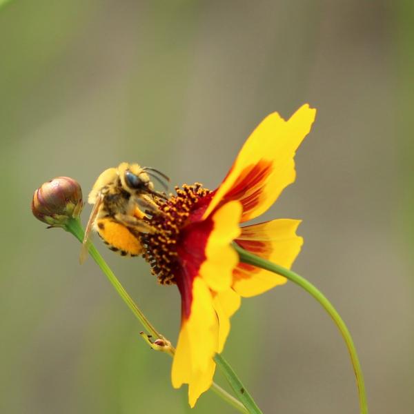 Female long-horned bee collecting pollen on plains coreopsis