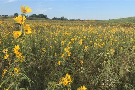 Meadow of yellow flowers