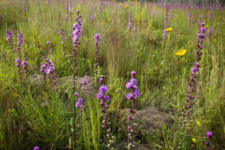 purple flowers in a field 