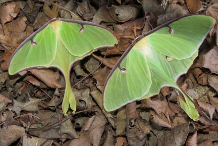 Luna moths