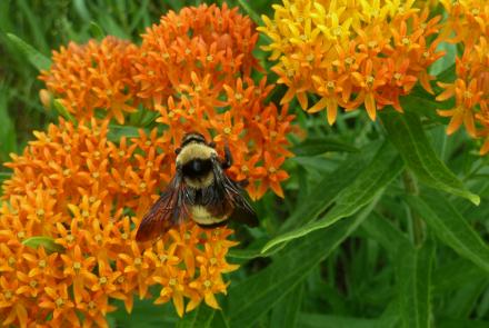 Bumble bee on yellow flowers