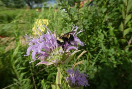 Bumble bee on purple flowers