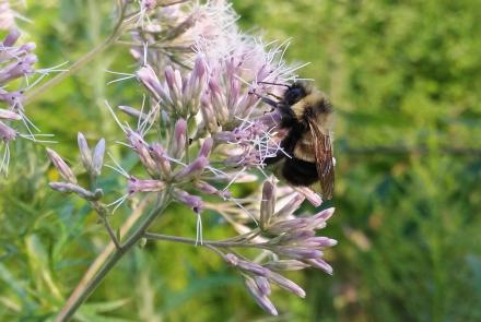 Bumble bee on purple flowers