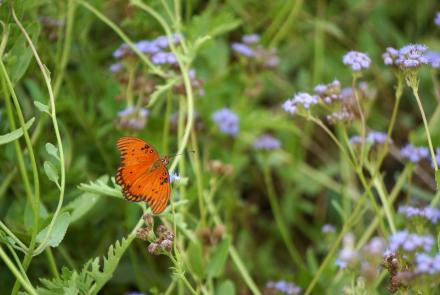 orange butterfly
