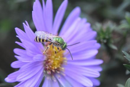 sweat bee
