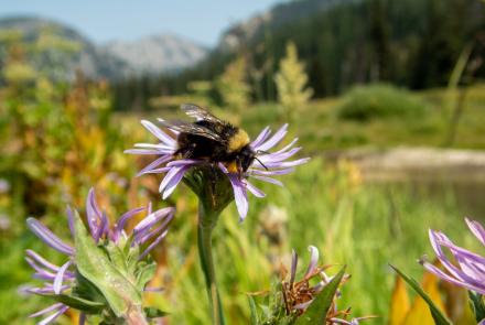 Bumble bee on purple flowers