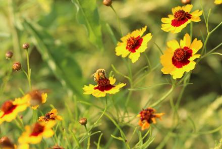 Bee on yellow and red flower