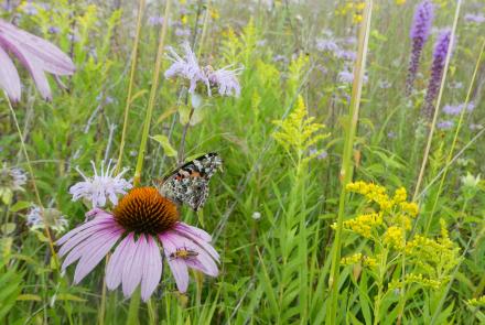 butterfly on purple flower