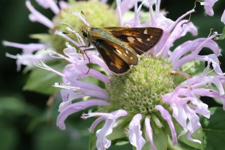 skipper on purple flower