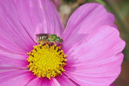 bee on pink flower