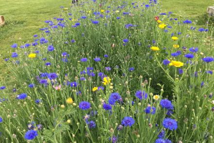 purple flowers in a field 