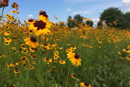 field of yellow and red flowers