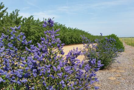 Hedgerow on farm