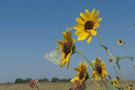 butterfly on sunflower