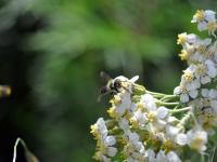 Native bee visiting yarrow