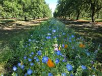 Annual cover crop mix in an orchard
